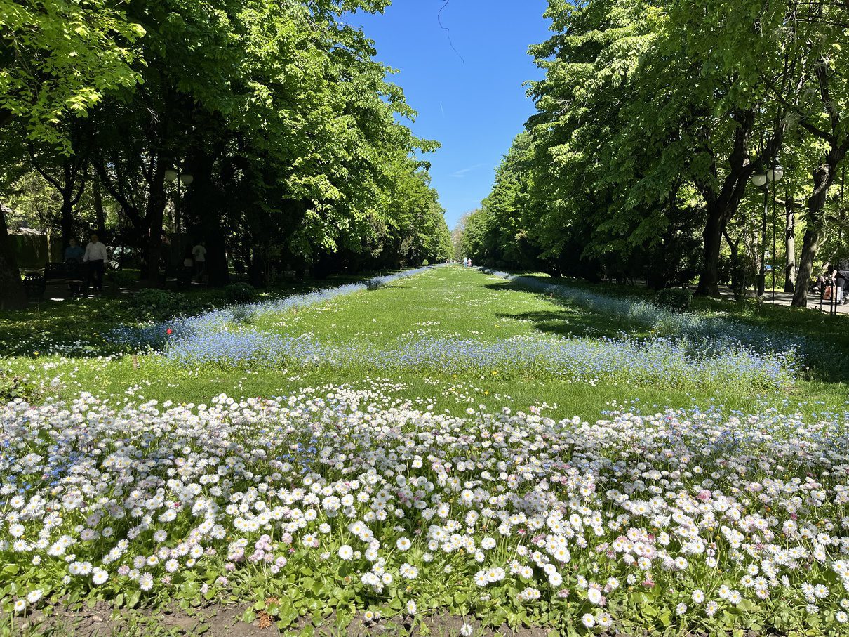 Long tree-lined alley with white and blue spring flowers in Cișmigiu Gardens, Bucharest