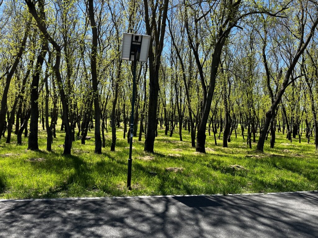 wide view of the forest in tineretului park